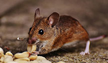 24 Hour & Emergency Exterminators in Duboistown, PA